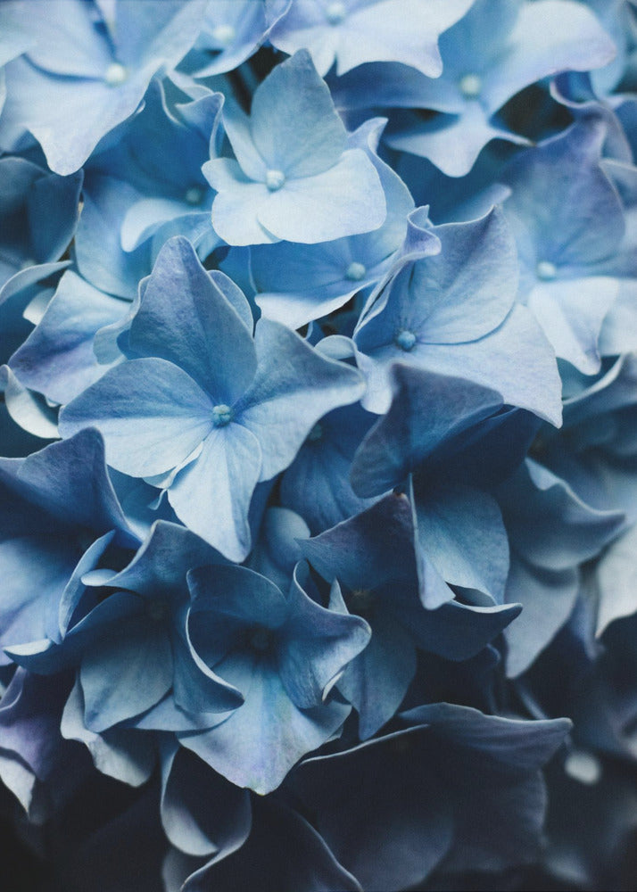 Pretty Sight Blue Hydrangea | Canvas