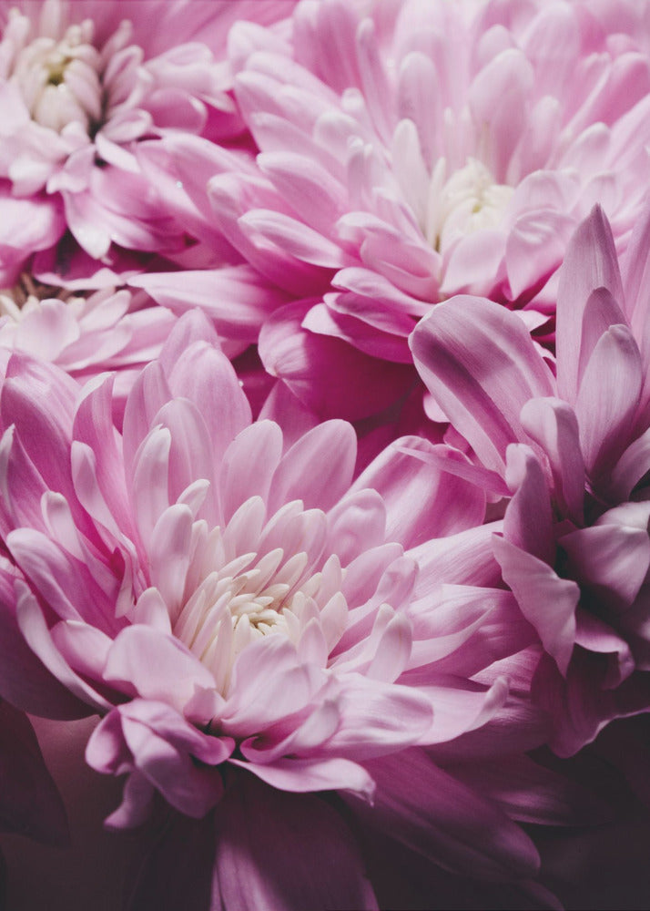 pink Chrysanthemum Blossom | Canvas