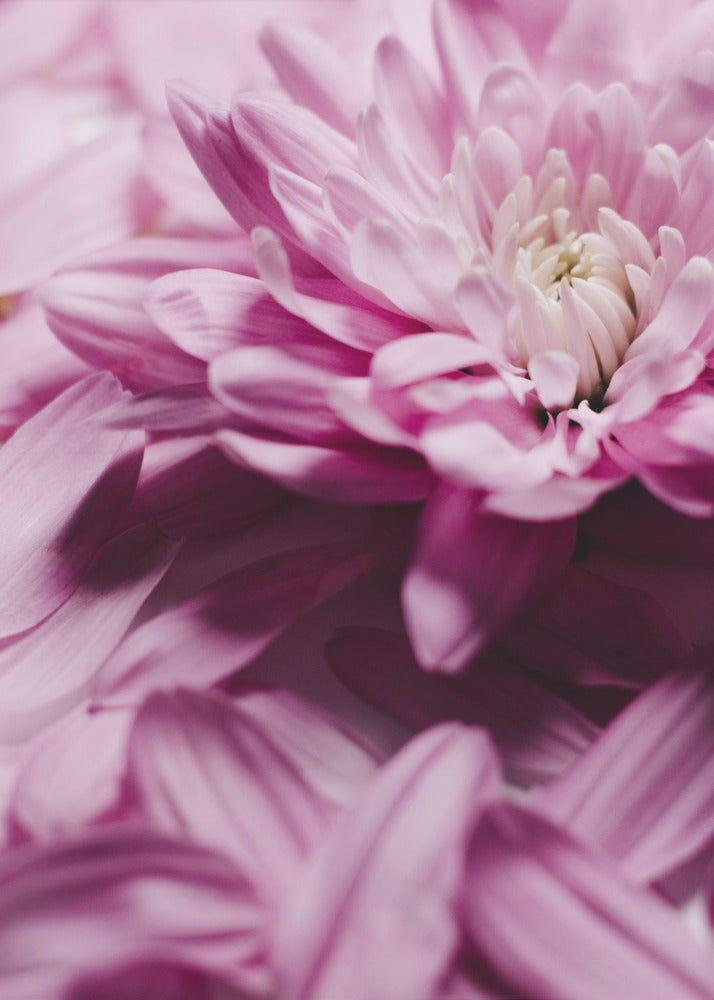 Pink Petal Symphony | Poster