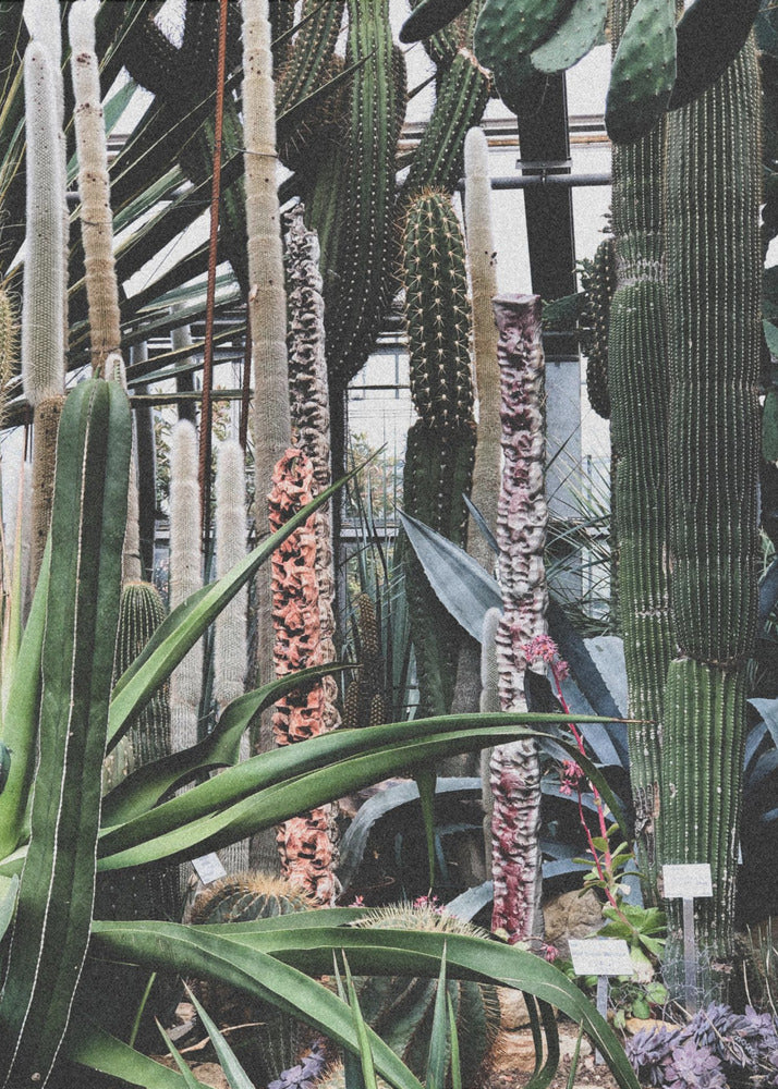 Cactus Sanctuary | Canvas