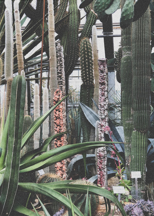 Cactus Sanctuary | Canvas