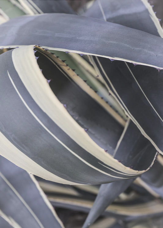 Agave Whorls | Poster