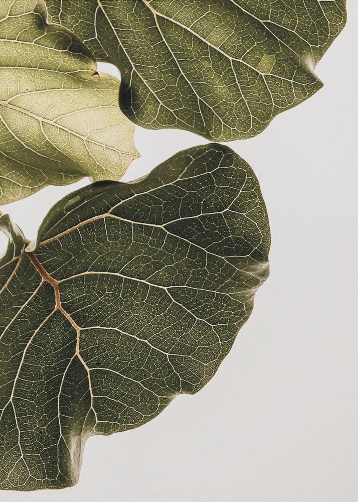 Leaf Veins Symphony | Canvas