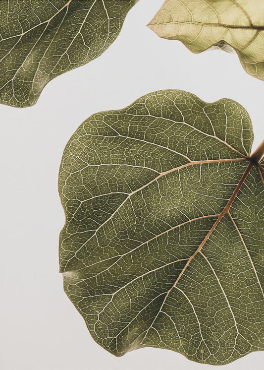 Leaf Vein Tapestry | Poster