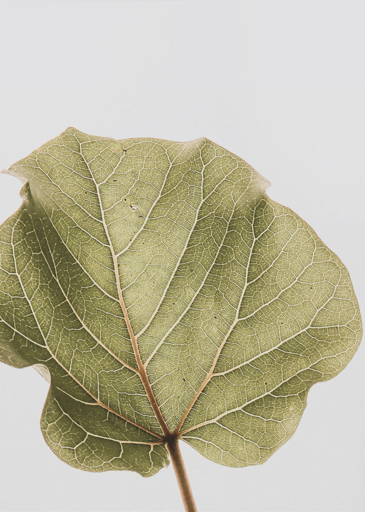 Leaf Vein Symphony | Canvas