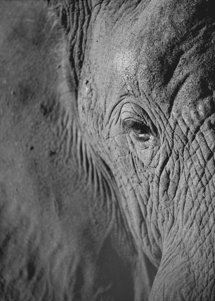 Majestic Wisdom | Canvas