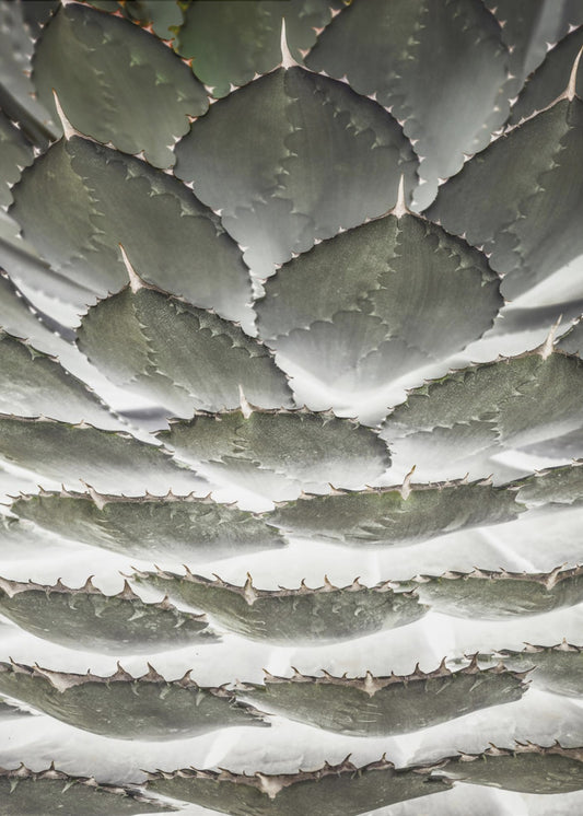 Spiral Succulent | Poster