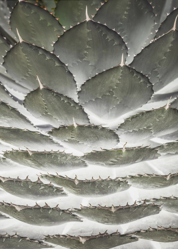 Spiral Succulent | Canvas