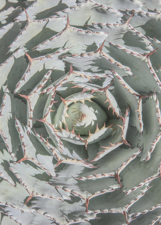 Spiral Succulent Maze | Poster