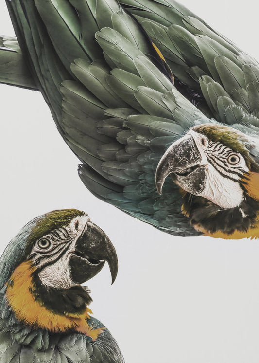 Vibrant Parrot Duo | Poster