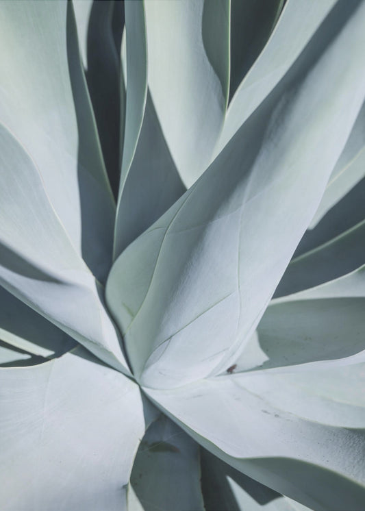 Succulent Symphony | Poster