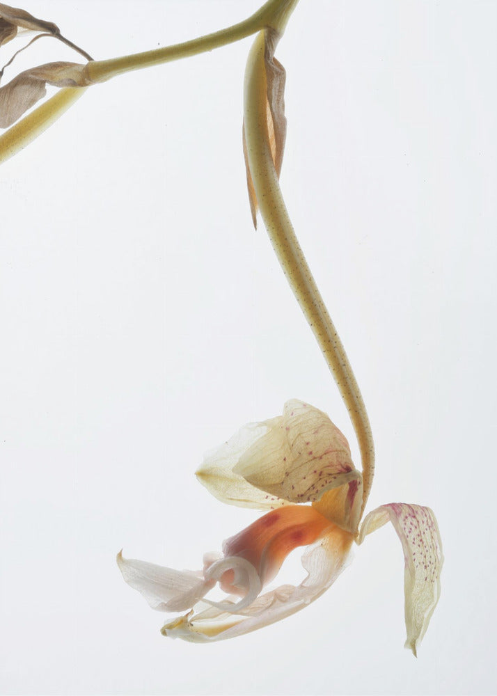 Elegant Decay | Poster