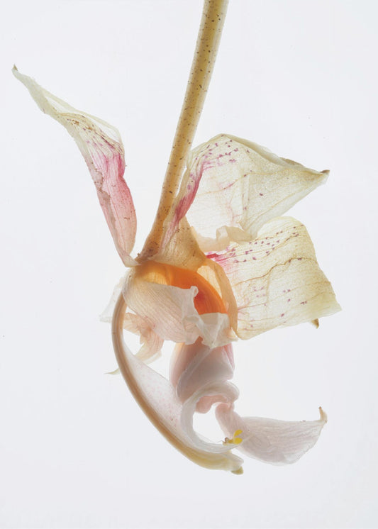 Petal Symphony | Canvas