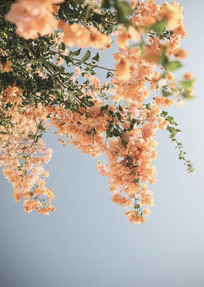 Golden Blossom Dance | Poster