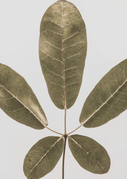 Five Leaf Harmony | Poster