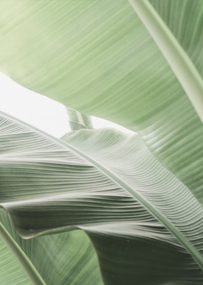 Leafy Serenity | Poster