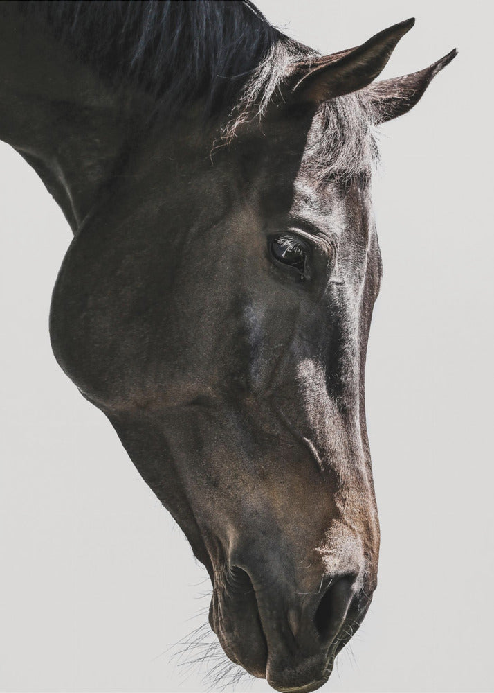 Gentle Equine Gaze | Poster