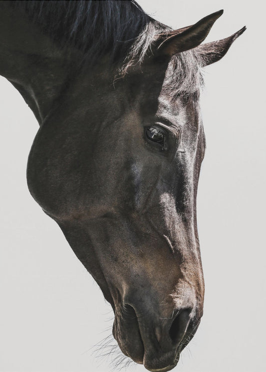 Gentle Equine Gaze | Poster