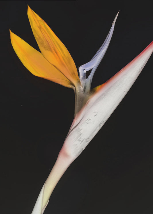 Bird of Paradise | Canvas