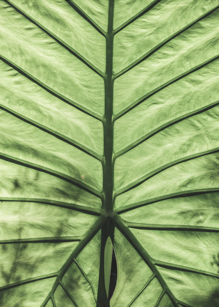 Leaf Vein Symphony | Poster