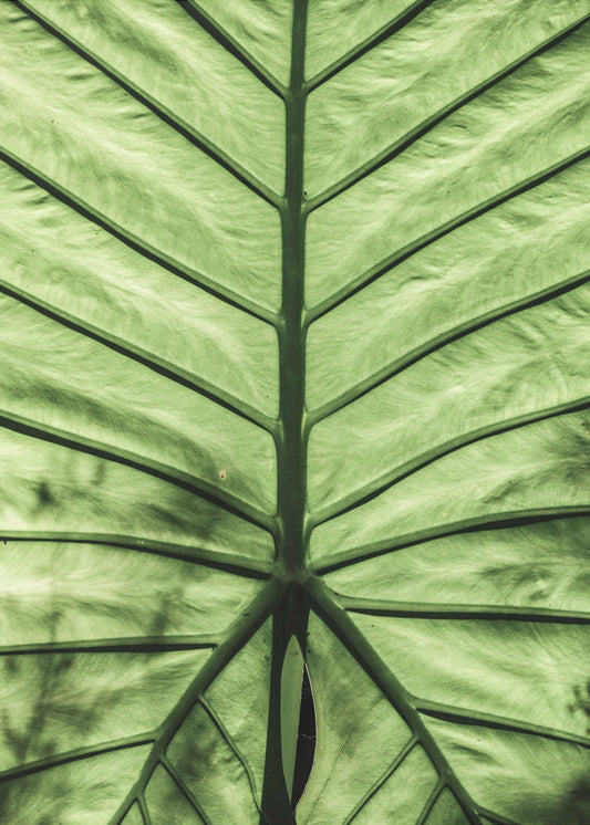 Leaf Vein Symphony | Poster