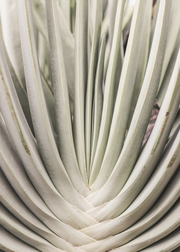 Desert Fan Dance | Canvas