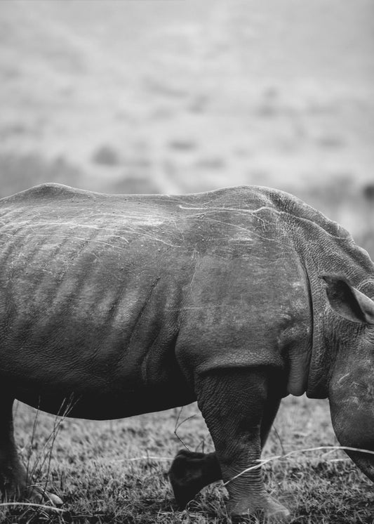 Gentle Giant Stroll | Poster