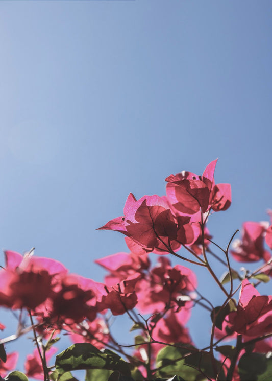 Bougainvillea Bliss | Poster