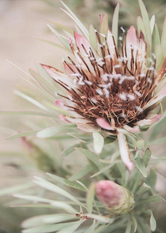 Soft Bloom Elegance | Canvas