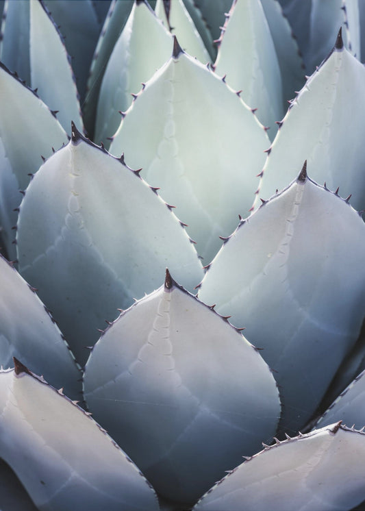 Agave Geometry | Poster