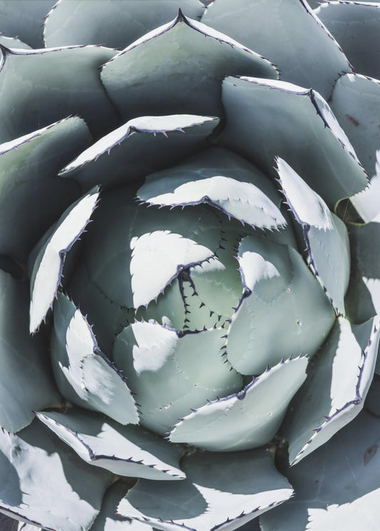 Agave Spiral Dance | Poster