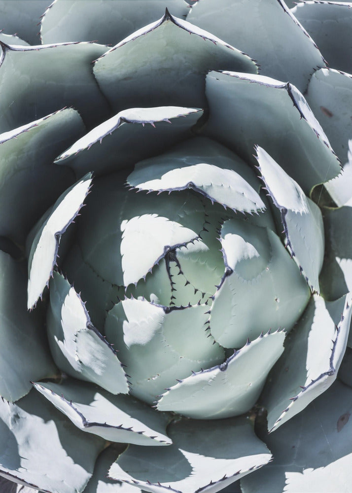 Agave Spiral Dance | Canvas