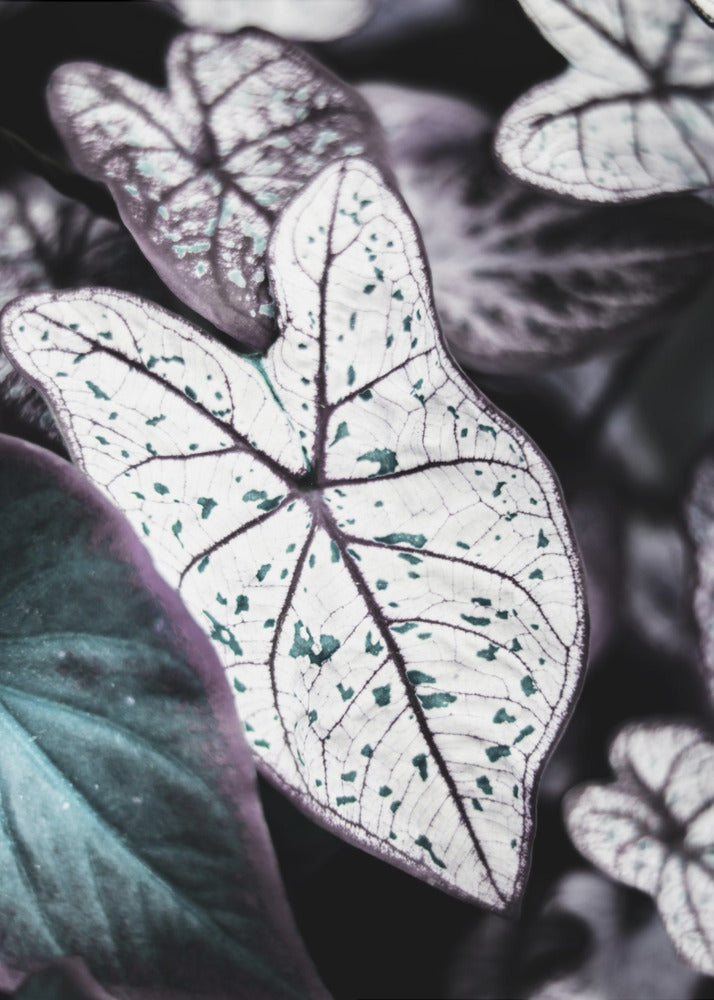 Whispers of Leaves | Canvas