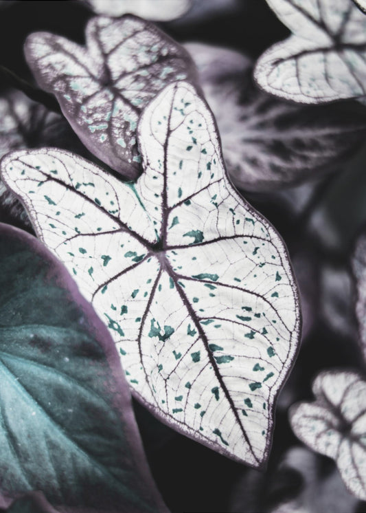 Whispers of Leaves | Canvas