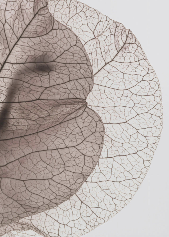 Veins of Nature | Poster