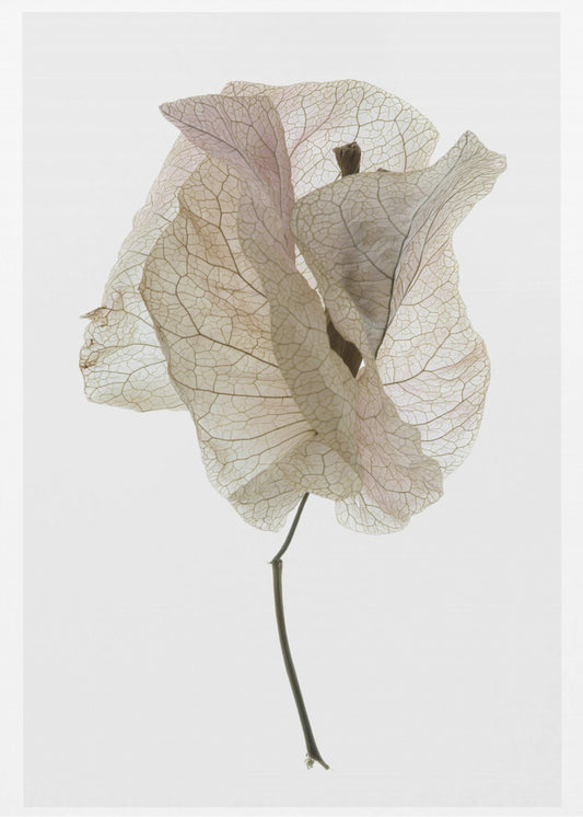 Petal Whisper | Canvas