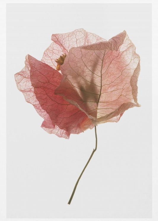 Petal Whisper | Canvas