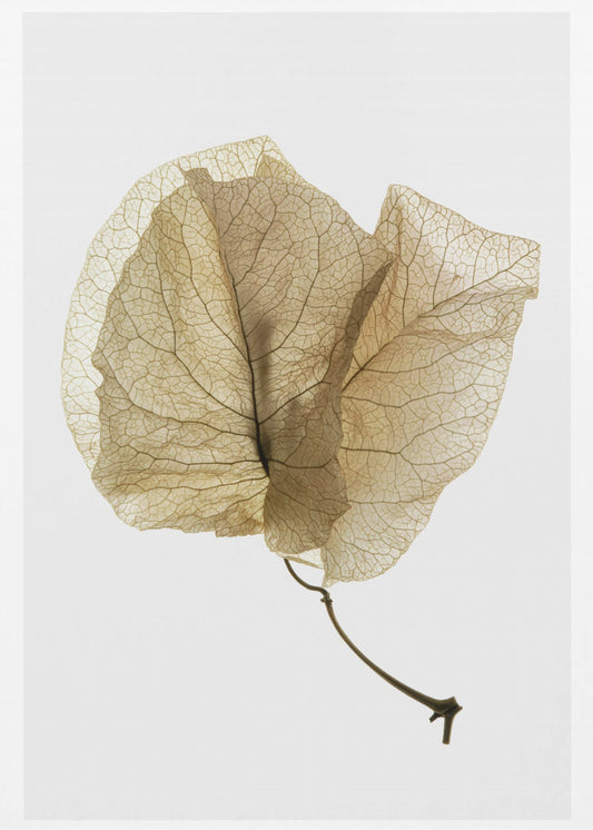Delicate Leaf Veins | Poster