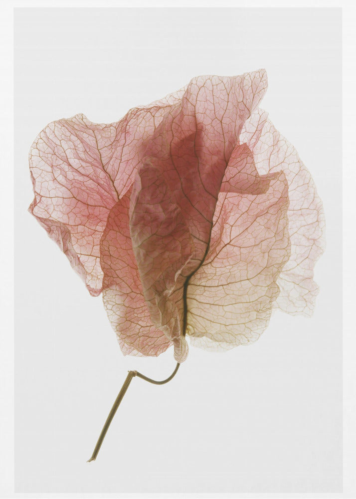 Delicate Petal Veins | Poster