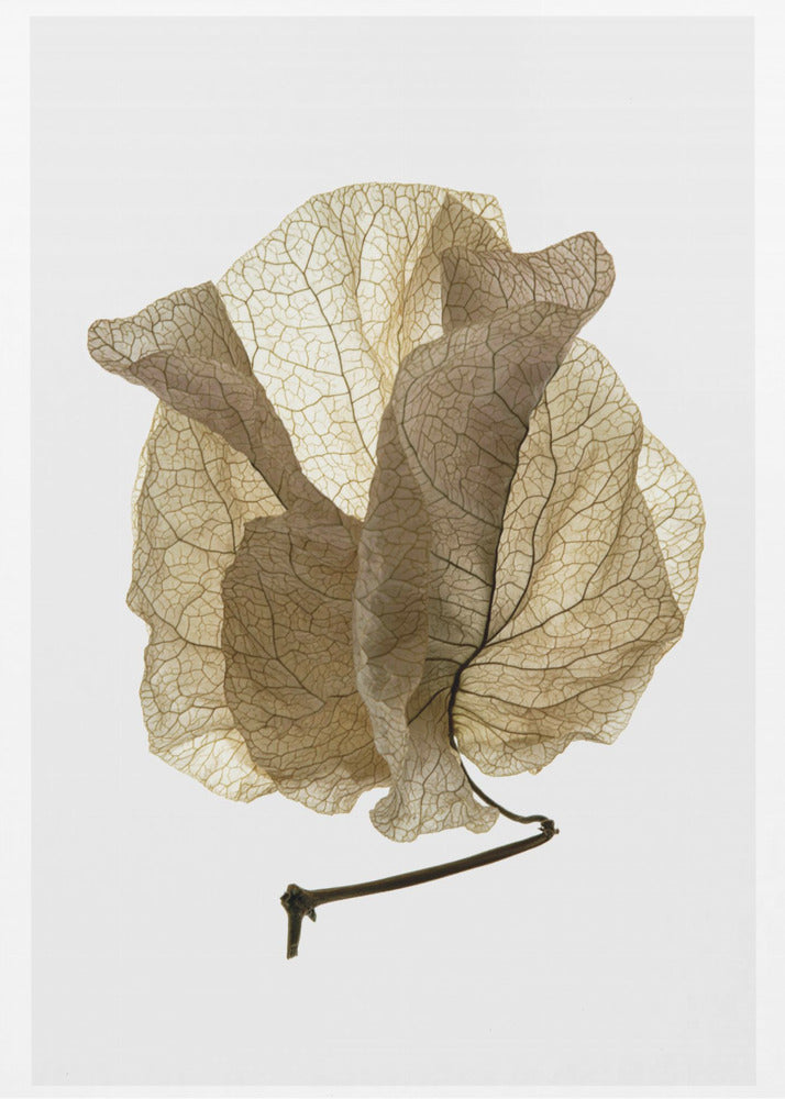 Whispering Petals | Canvas