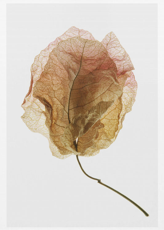 Veined Elegance | Canvas