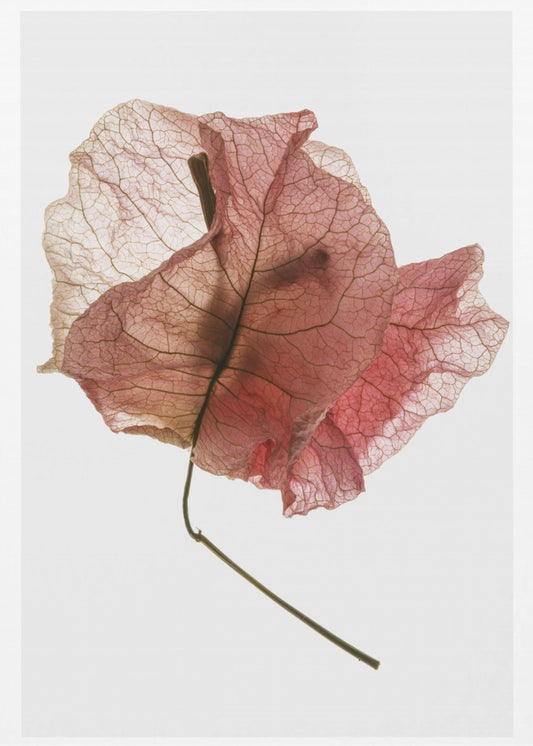 Delicate Petal Veins | Canvas