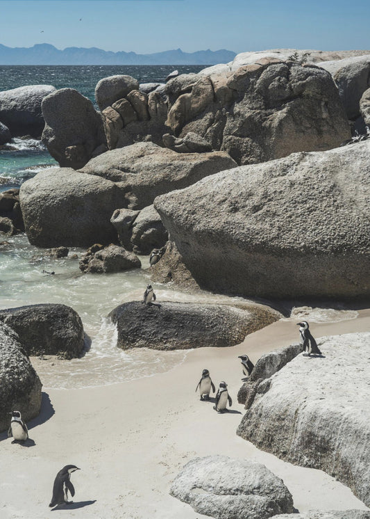 Penguin Cove Serenity | Canvas