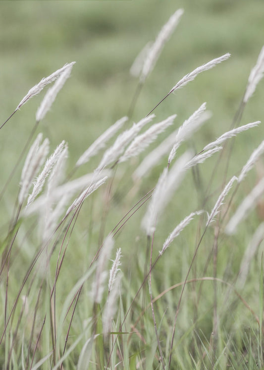 Whispering Meadows | Canvas