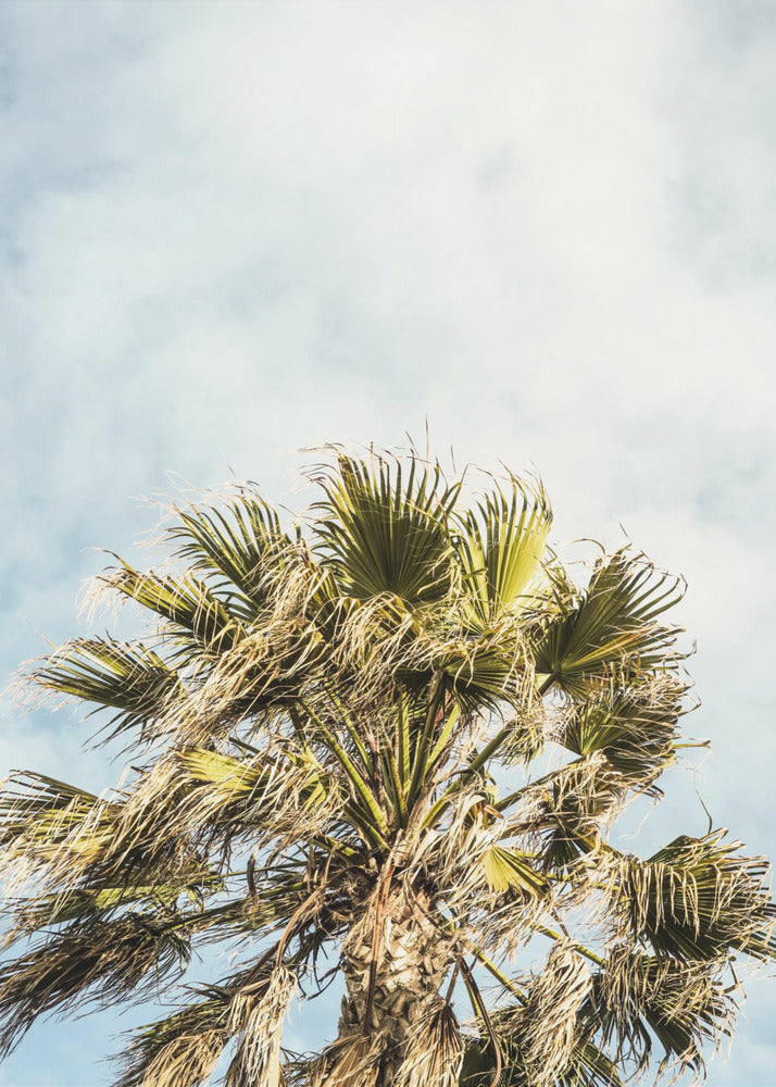 Sunlit Fronds | Poster