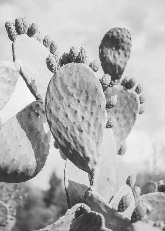 Desert Serenity | Poster