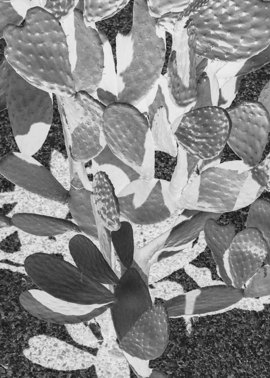 Prickly Patterns | Canvas