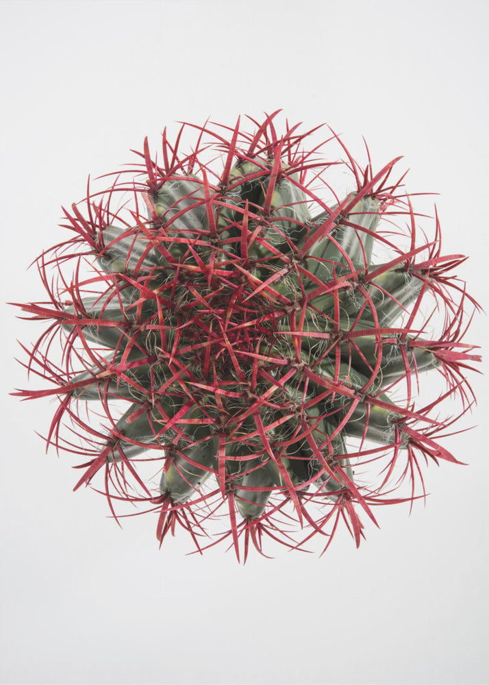Crimson Cactus Crown | Canvas