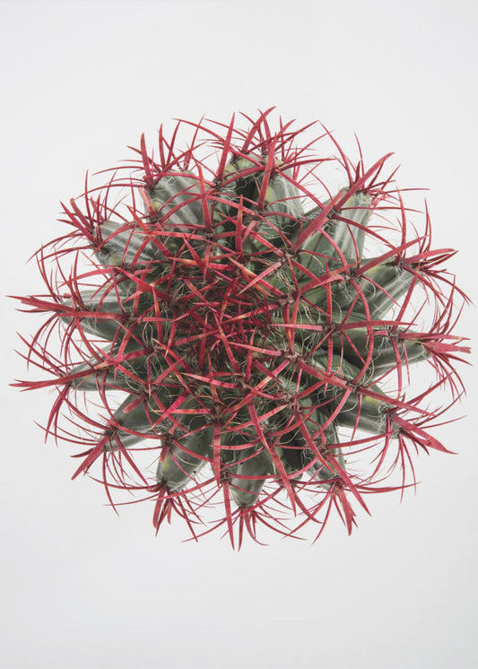 Crimson Cactus Crown | Canvas