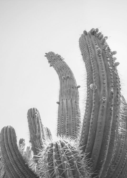 Desert Giants | Poster